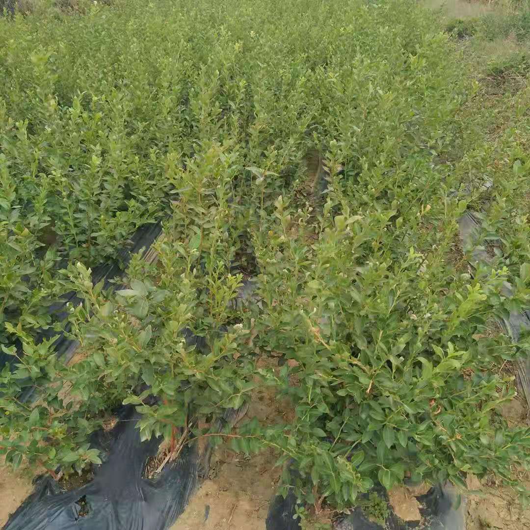 蓄势苗圃，质向未来｜ “广州开发区黄埔区上市苗圃企业特训营4.0”扬帆启航