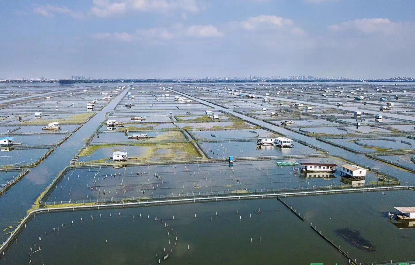 今天上岸，明天上桌，新捕捞的阳澄湖大闸蟹顺丰直达200余城